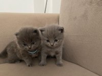 1,5 Aylık british longhair ve british shorthair
