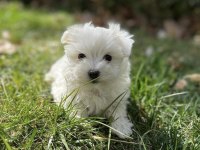 Kar Beyaz Maltese Terrıer Yavrularım 