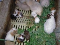 Yavru guinea pigler