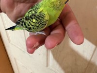 36 GÜNLÜK RENK GÜZELİ MUHABBET KUŞU BEBEK