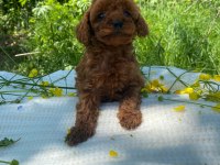 Erkek toy poodle bebekler