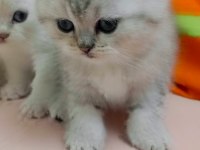 Scottish fold yavrular