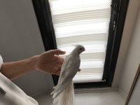 Yavru bakmış kırmızı göz dişi albino sultan papağanı