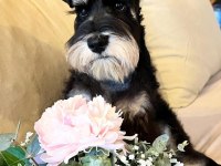 FCI Pedigreeli Miniature Schnauzer yavrusu