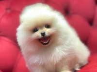Ayı surat pomeranian boo