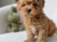 ŞİRİN MALTİPOO BEBEKLERİMİZ YENİ YUVASINI ARIYOR