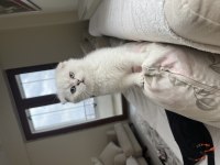 Scottish fold sivas merkez sadece