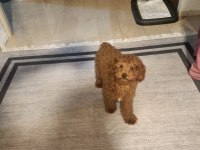 6 Aylık Korea Poodle