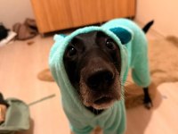 American labrador Şila