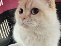 6 aylık dişi scottish fold