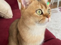 British shorthair golden