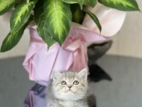 Teslime Hazır Sevecen British Shorthair Yavrum