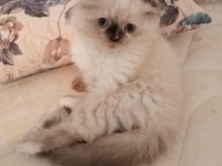 Uyguna Brittish Longhair Acil 2 Aylık Dişi