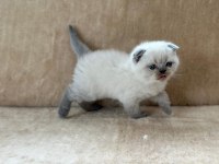 Eşsiz Güzellikte Point Scottish Fold