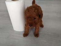 Ruhsatlı çiftlikden  en elit toy poodle yavrular