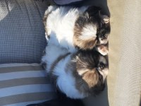 Pekinez yavru köpeğimiz imperial cinsi