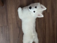 9 Aylık Eğitimli Dişi Samoyed Sahiplendirme