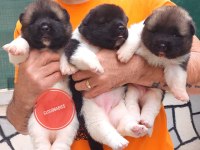 American akita puppy
