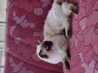 Safkan full şecereli ragdoll
