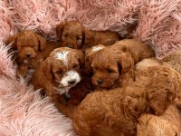 Koyu Kahverengi aşılı maltipoo yavrularımız