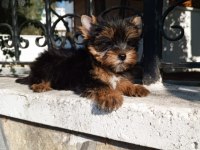 Yorkshire terrier yavrular