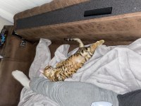 SAF GOLD BENGAL KEDİSİ