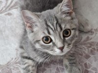 British shorthair 3 aylık kedimiz