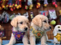 Her eve uygun golden retriever bebekler
