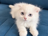 Orjinal Beyaz British Shorthair Yavru Mavi Gözlü