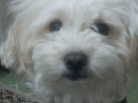 Maltipoo Cinsi 5 Yaşında Dişi