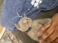 60 Günlük Scottish Fold
