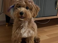 Maltipoo 7 aylık