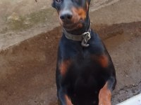 Bazı nedenlerden dolayı köpeğimi vermek zorundayım