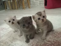 Yavru scottish fold sağlıklı anne sütü ile beslenen yavrular