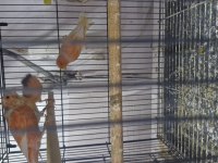 Kanaryalar birbirinden güzel öten kuşlar