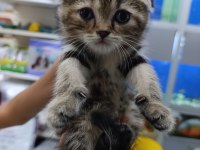 50 6 adet yavru scottish fold