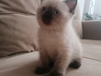 2 Aylık Dişi ve Erkek British Shorthair Yavrular