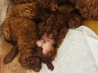 kORE RED BROWN SAFKAN TOY POODLE YAVRULAR