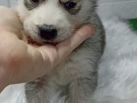 Husky yavrularımız
