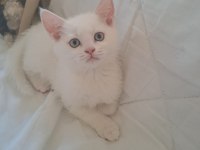Yavru british shorthair kedimiz