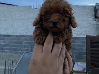 Sağlık garantili toy poodle yavrular