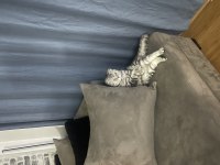 Scottish Fold Kedisi