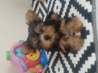 3 aylık dişi tea cup yorkshire terrier