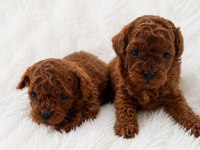 Kore teacup poodle erkek yavrular