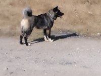 Süper anatomi akita inu
