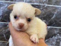 Orjinal elma kafa minyatür şivava köpekler