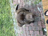 Chocolate Labrador Yavru