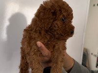 TOY POODLE BEBEKLERİ 3 AYLIK
