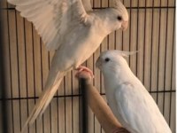Yavru görmüş albino sultan papağanı takımlar