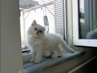 2 AYLIK SAFKAN BRİTİSH LONGHAİR